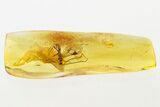 Detailed Fossil Parasitic Wasp (Apocrita) in Baltic Amber #288667-1